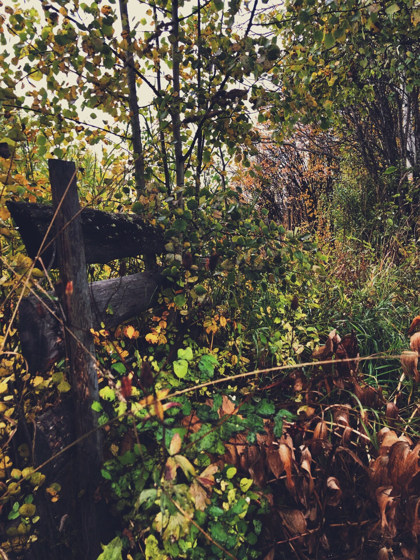 Foraged Tea On A Foggy Fall Morning. Credit: Raeanne O’Meara.