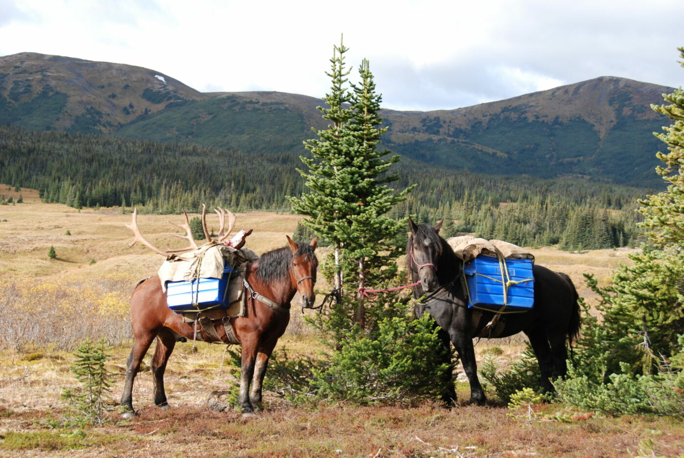 Pack Horses • BC Outdoors Magazine