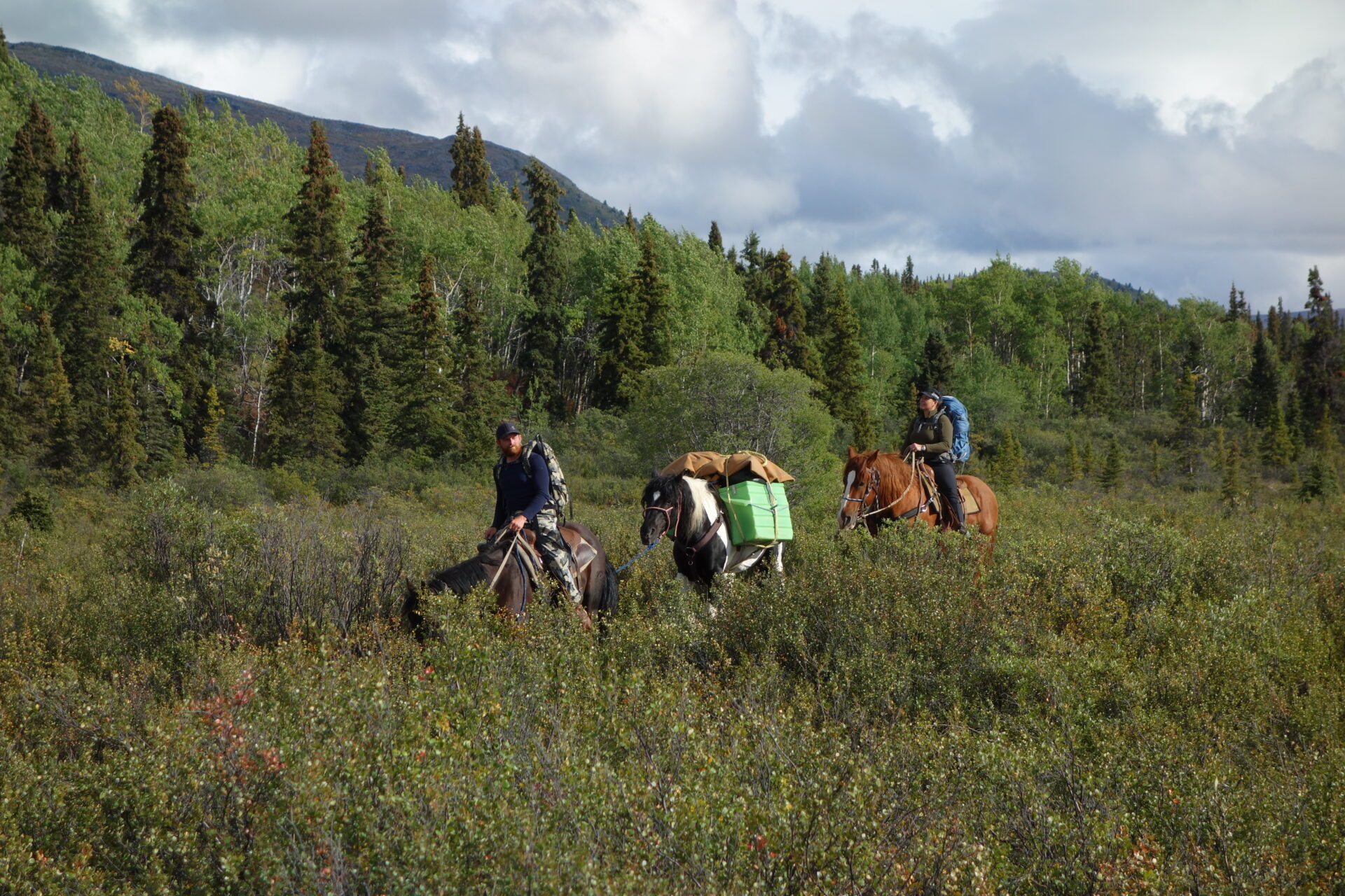 Pictured, the paint horse that bucked off the author is in the back of the pack string.