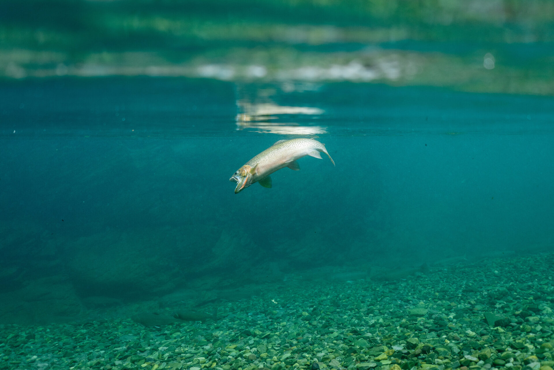 Fishing for westslope cutthroat trout should be on every angler’s bucket list. Photo by Chase White.