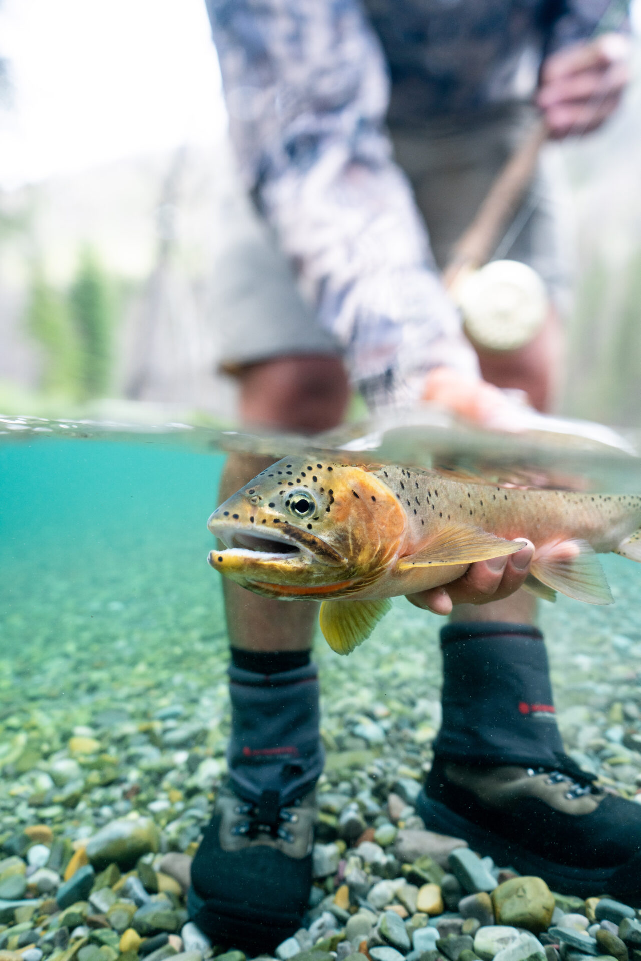 Cutthroat trout. Photo by Chase White.