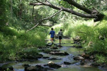 2 boys exploring a stream together with nets, seeking minnows, crayfish, etc. Stream bounded by lush green forest and vegetation. Photo by iStock.
