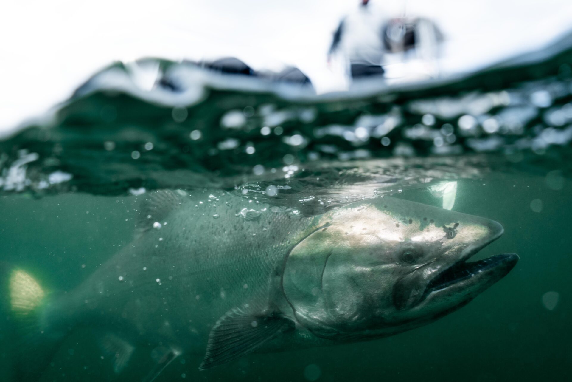 Only an hour-and-a-half from Victoria, Port Renfrew has several fisheries that are worth the trip. Photo by Chase White.