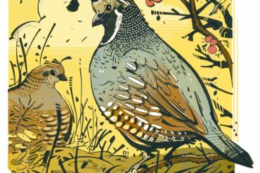 California quail. Photo by Cory Proulx.