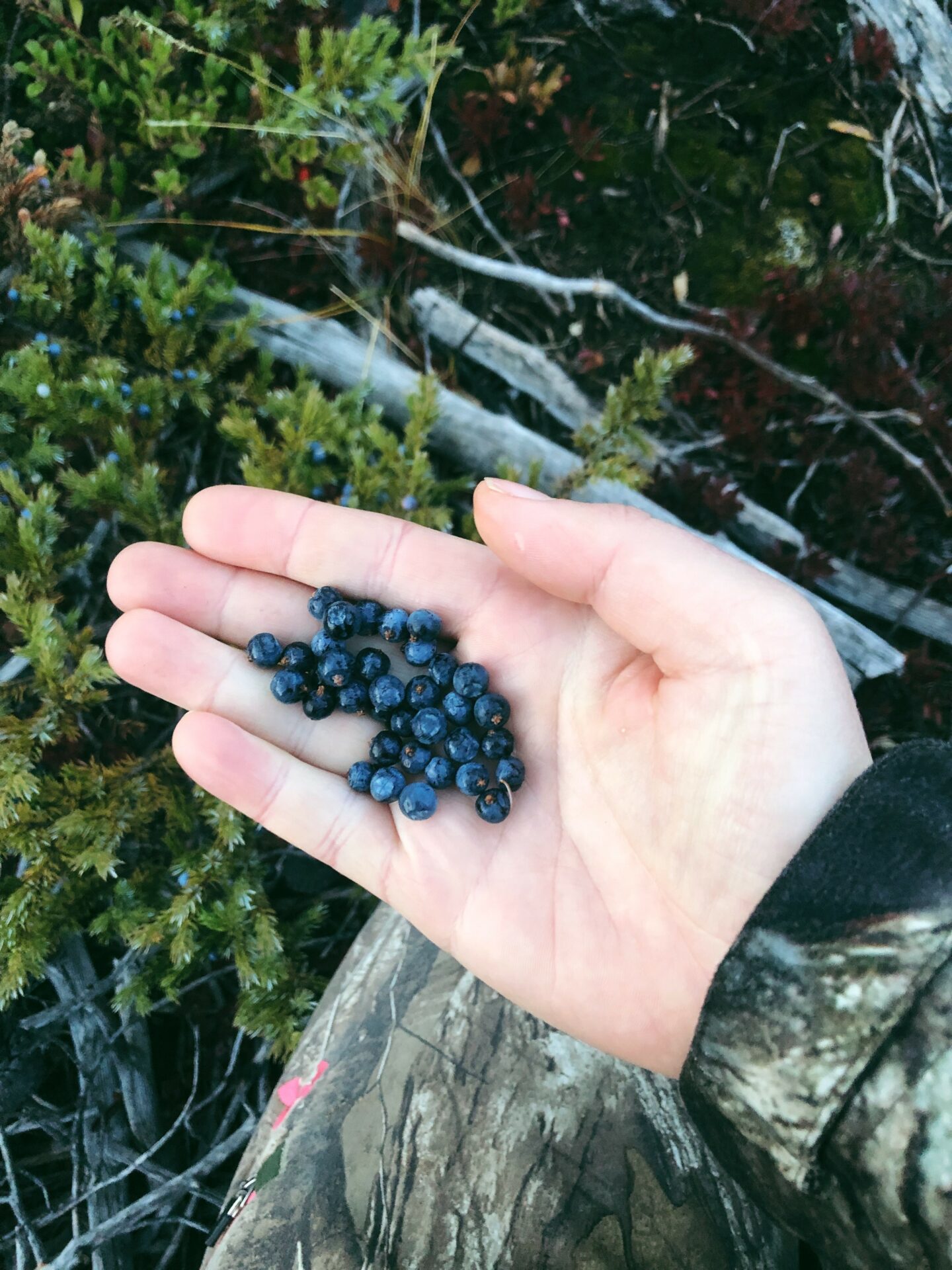 How to use juniper to create a wild yeast starter. Credit: Raeanne O’Meara.