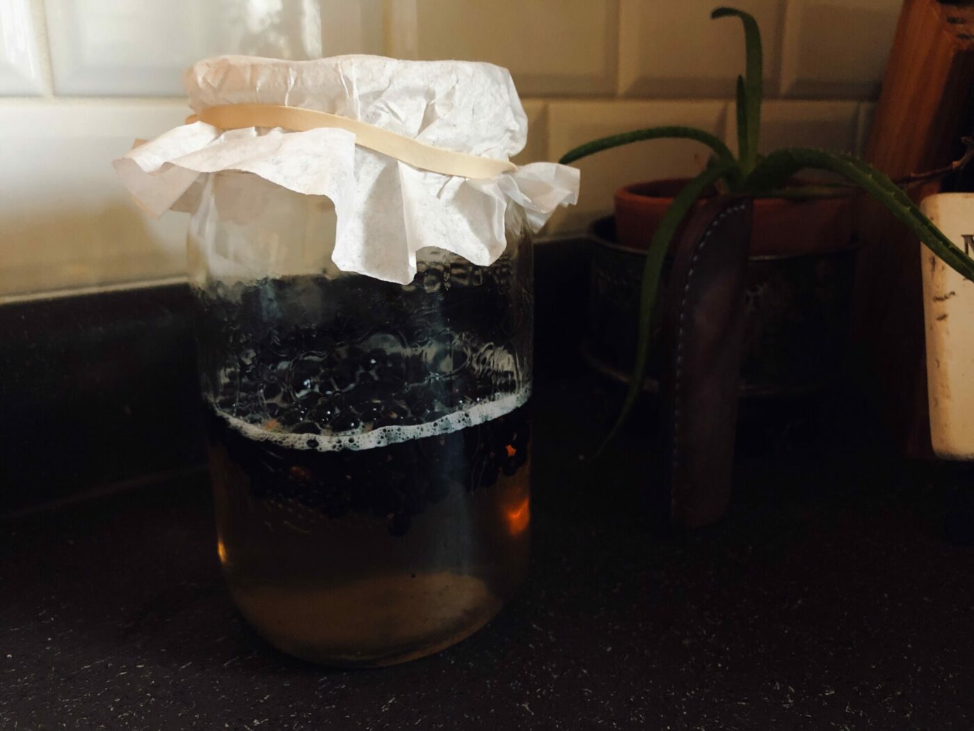 How To Use Juniper To Create A Wild Yeast Starter • BC Outdoors Magazine