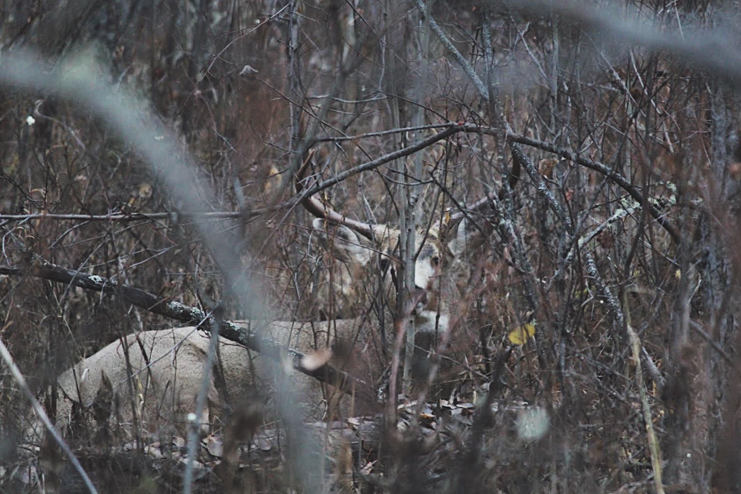 Deer. Credit: Raeanne O’Meara.