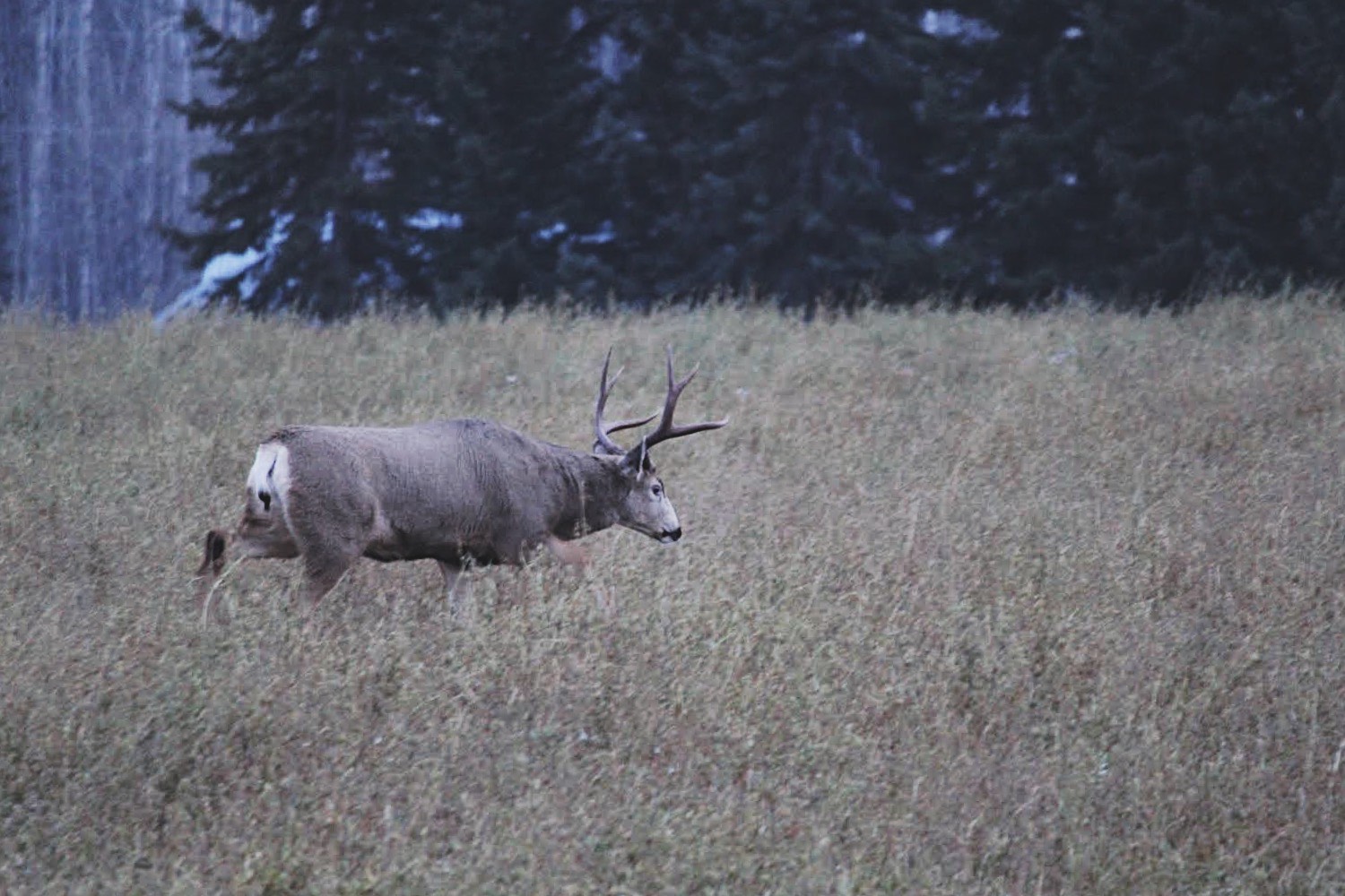 Deer. Credit: Raeanne O’Meara.