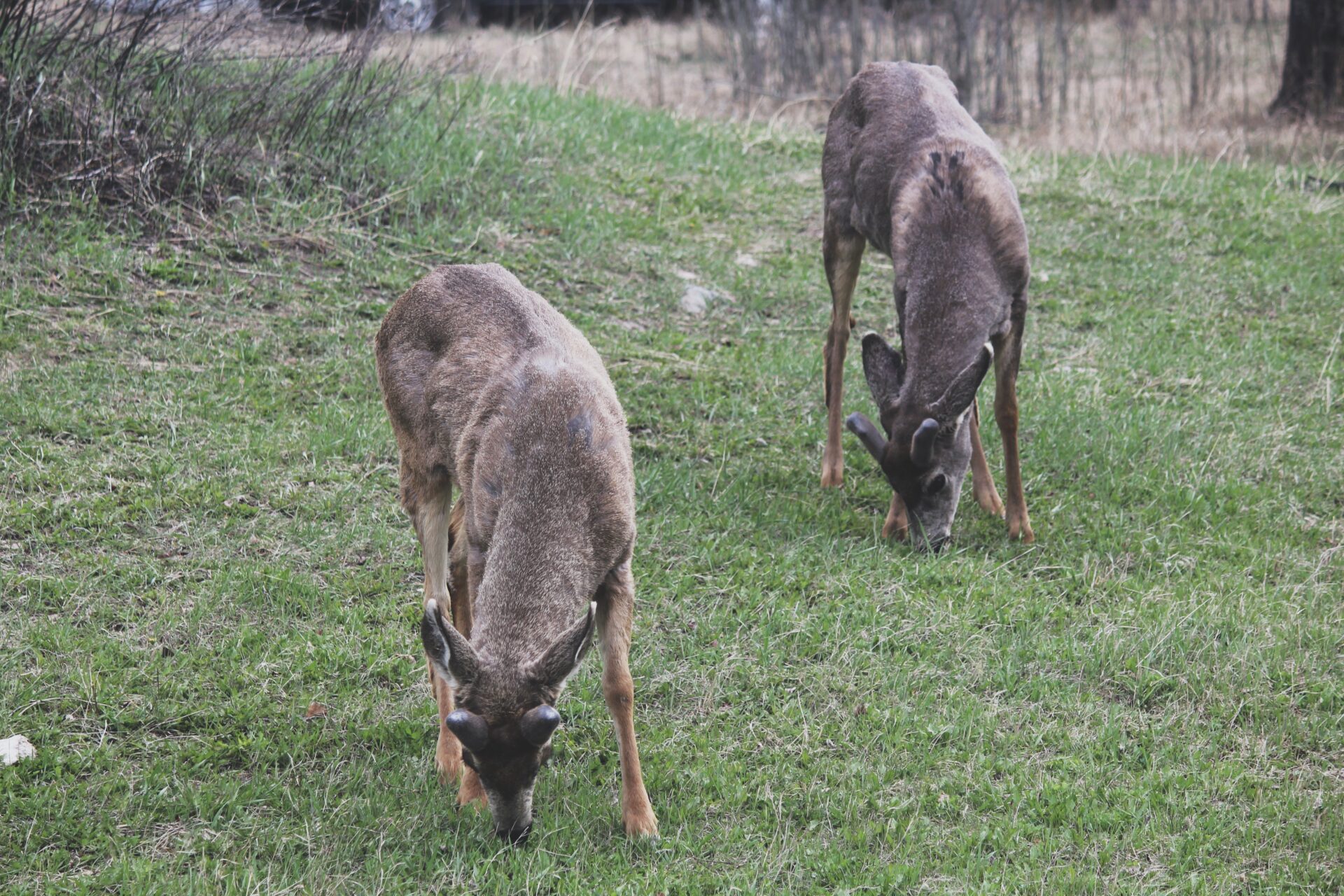 Deer. Credit: Raeanne O’Meara.