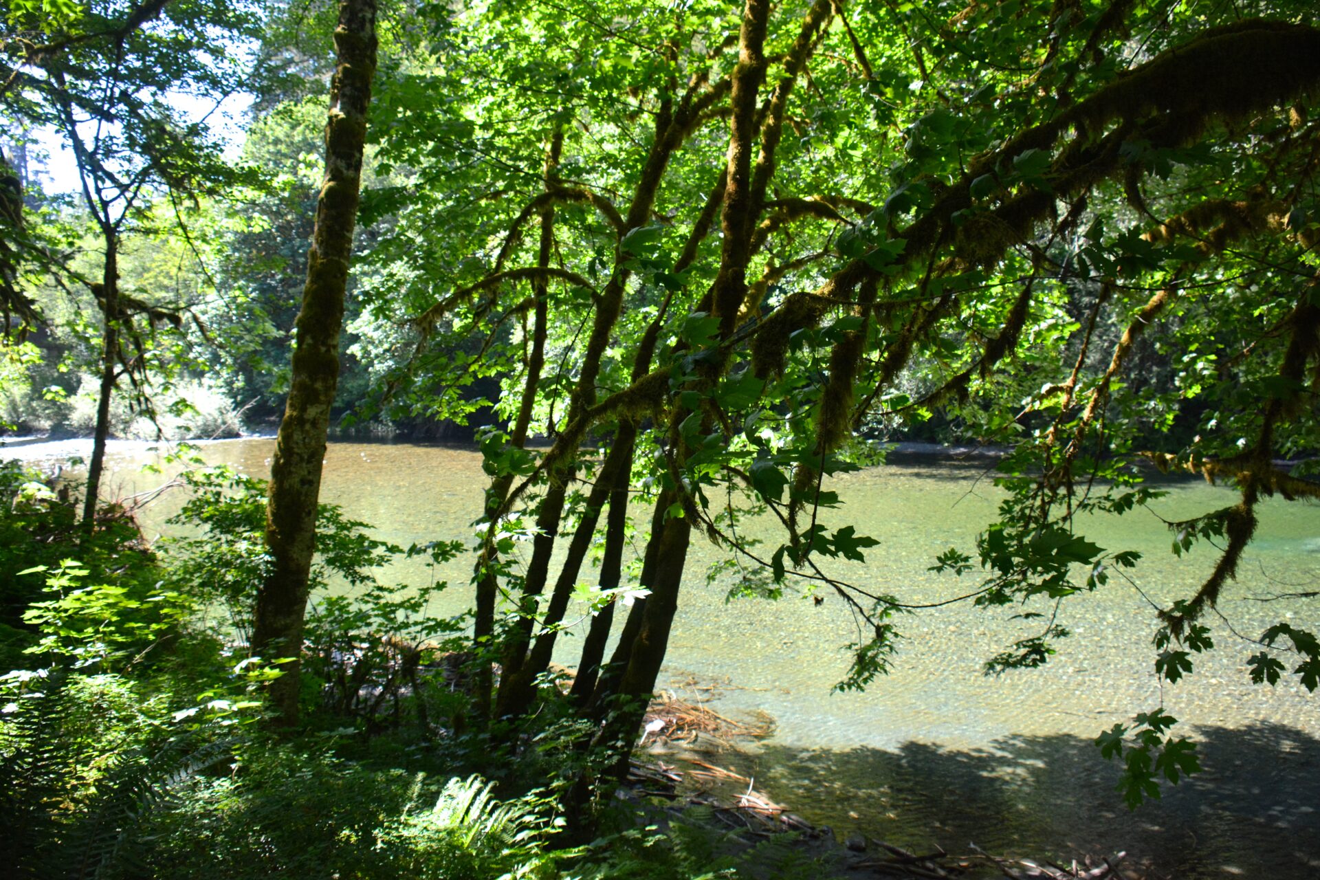 The San Juan River receives the largest coho in the province and can be accessed by trolling the bay, then by shore anglers at the bridge, and then in-river during the rains of fall. Photo by iStock.