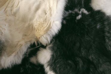 How to egg tan a rabbit pelt. Credit: Raeanne O’Meara.
