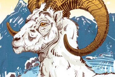 Thinhorn sheep. Illustration by Cory Proulx.