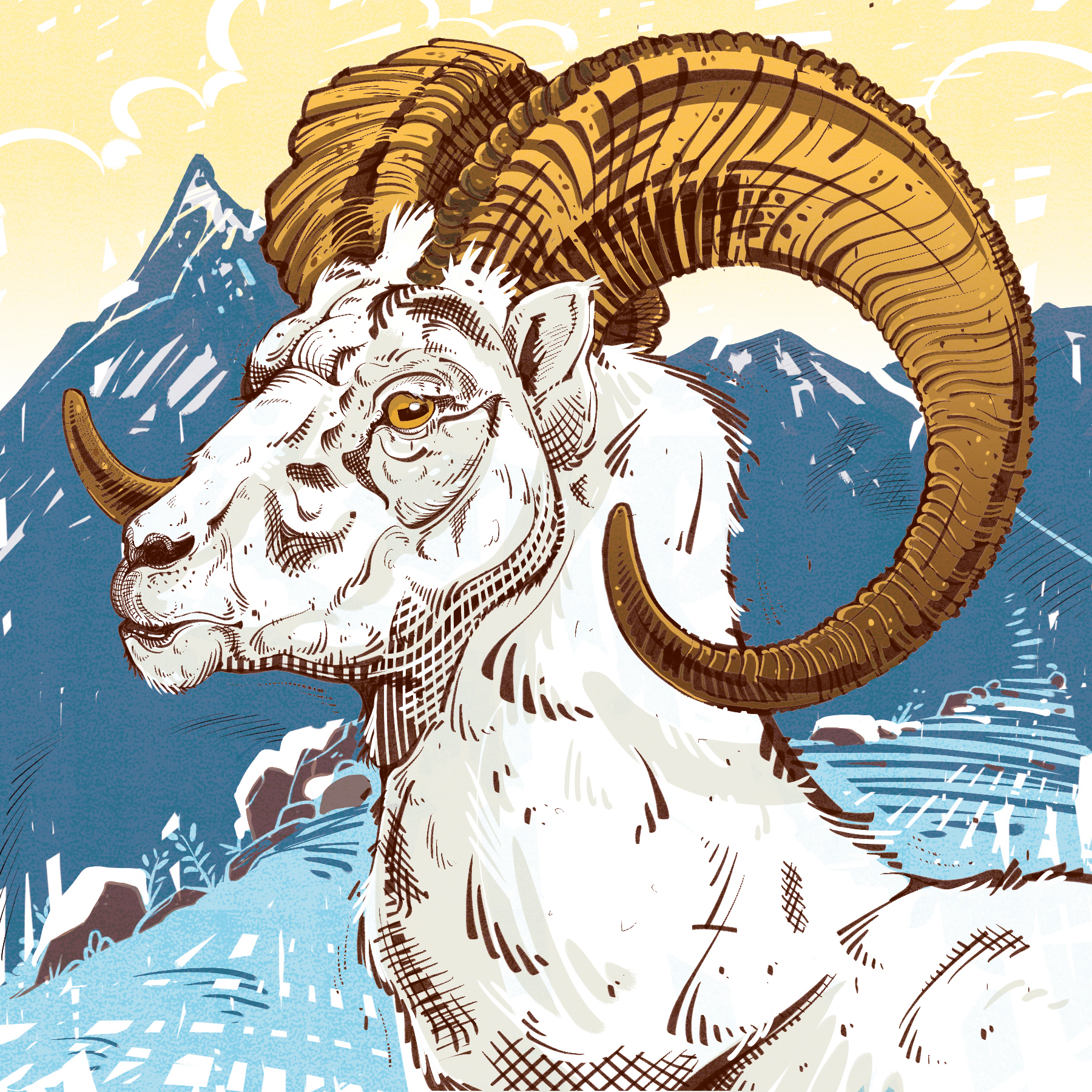 Thinhorn sheep. Illustration by Cory Proulx.