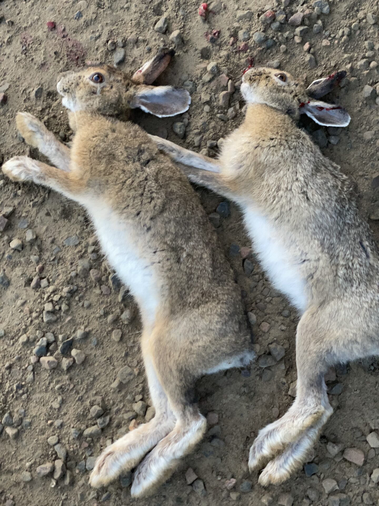 Snowshoe hares are great big game training and delicious on the plate.