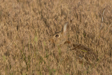 Cottontail rabbit. Photo by iStock.