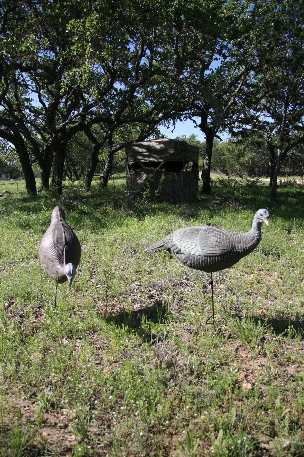 Make sure decoys are set up about five to 20 metres in front of your blind. Keep the inside of your blind dark and remain motionless.