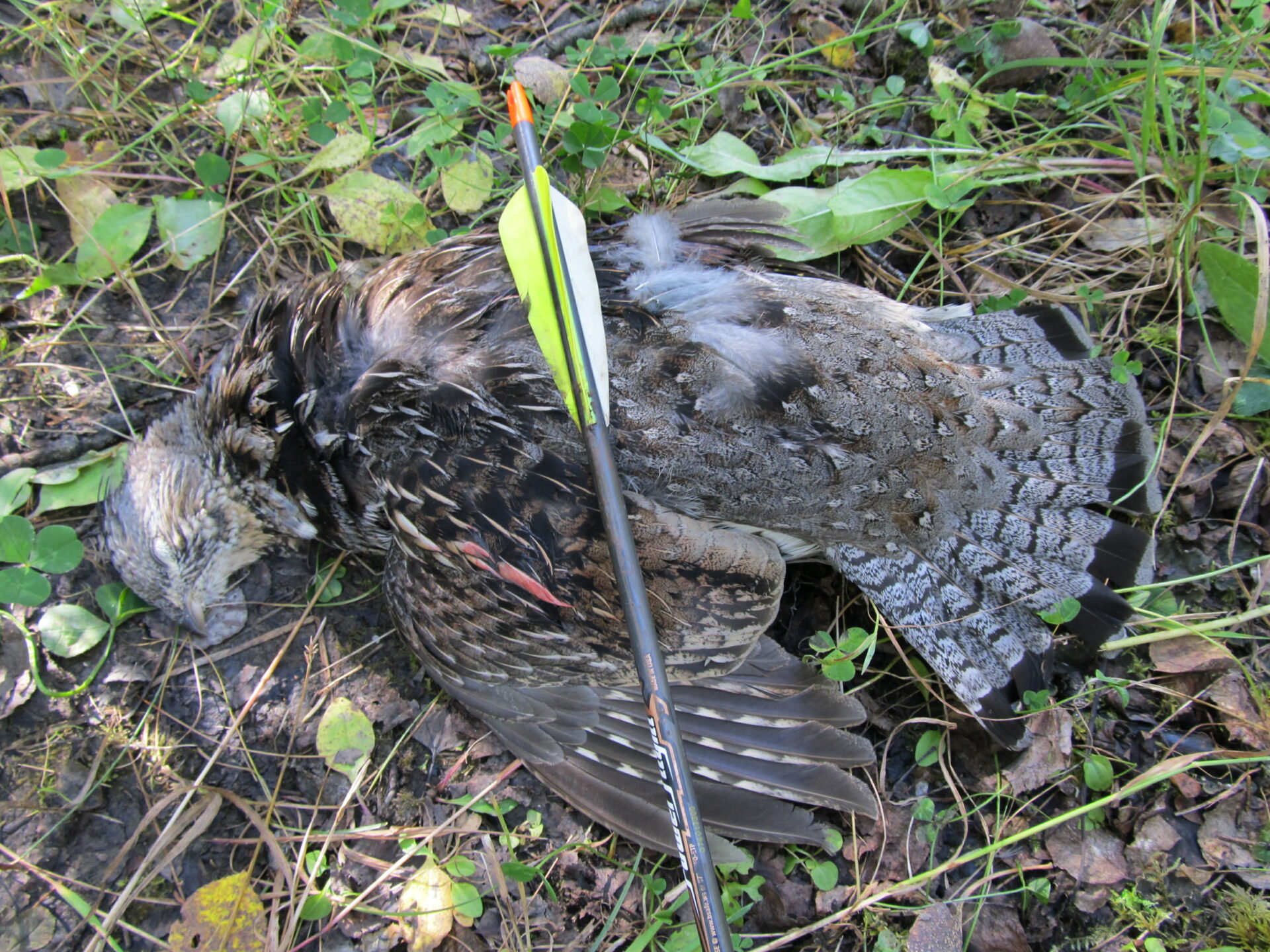 Bowhunting grouse trains your brain to look for the slightest movement. Photo by iStock.