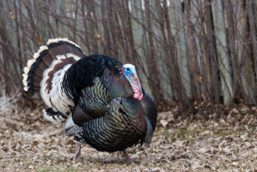 With their radar-like eyesight, bowhunting turkeys offers the ultimate challenge to every bowhunter. Photo by iStock.