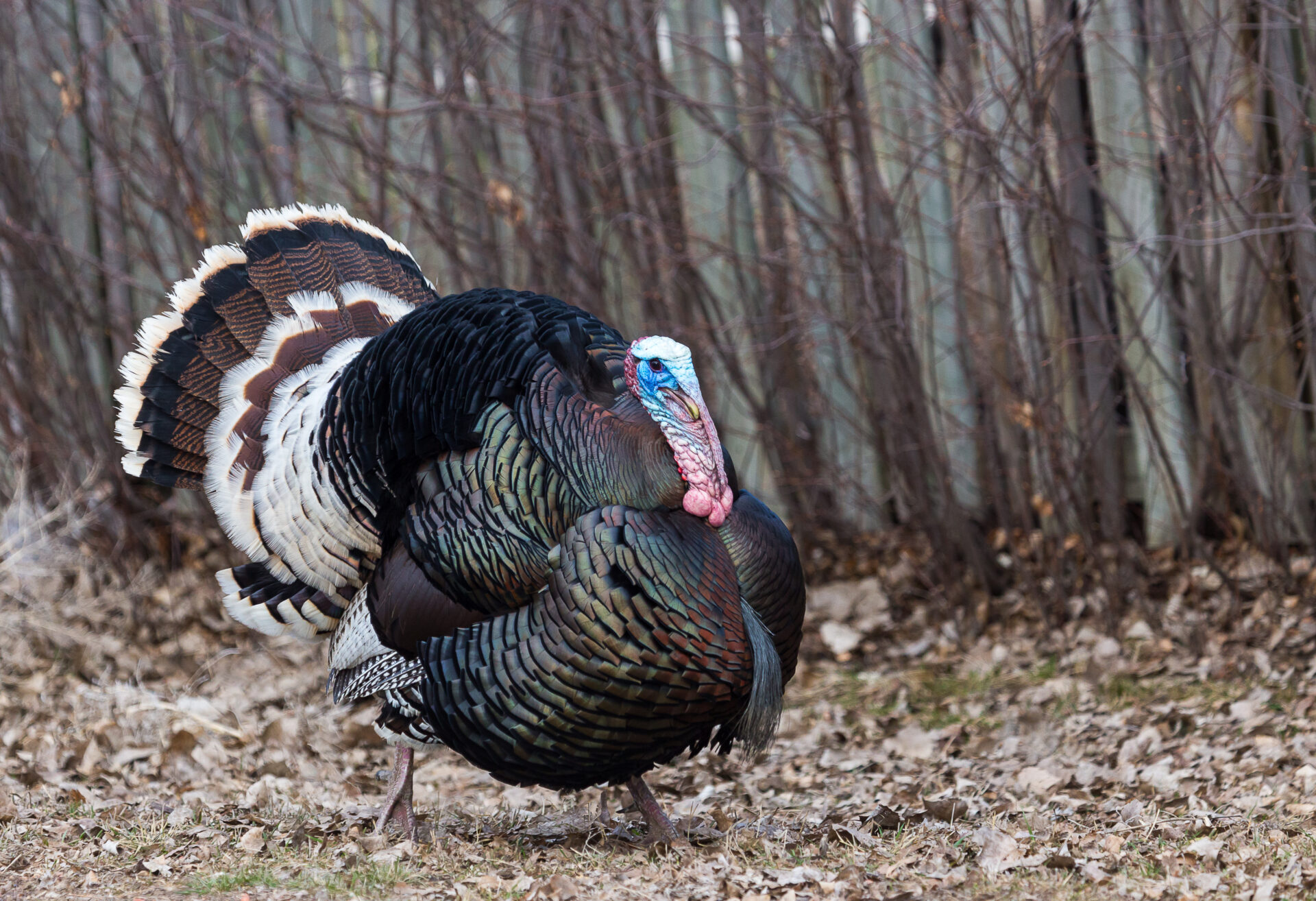 With their radar-like eyesight, bowhunting turkeys offers the ultimate challenge to every bowhunter. Photo by iStock.