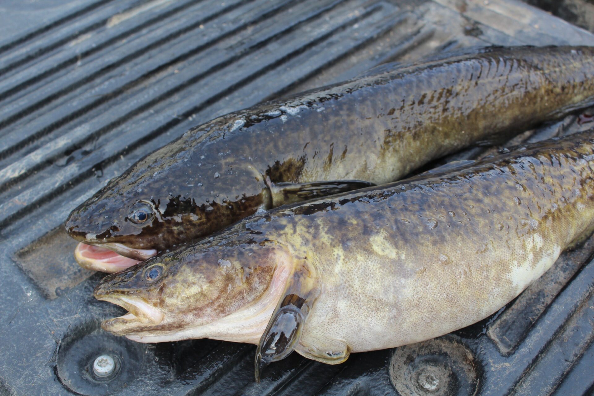 How to skin and fillet a burbot. Credit: Raeanne O’Meara.