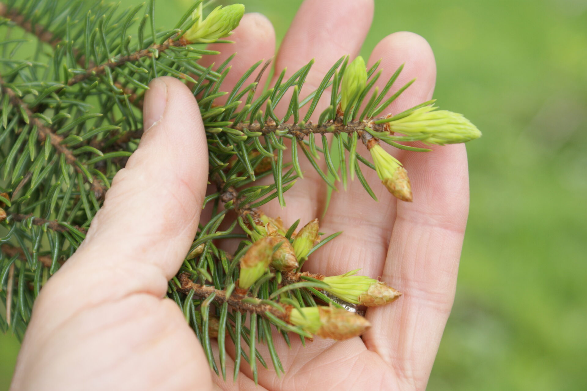 Fresh, tender evergreen tips make a tea rich in vitamin C, a good cure for colds and flu.