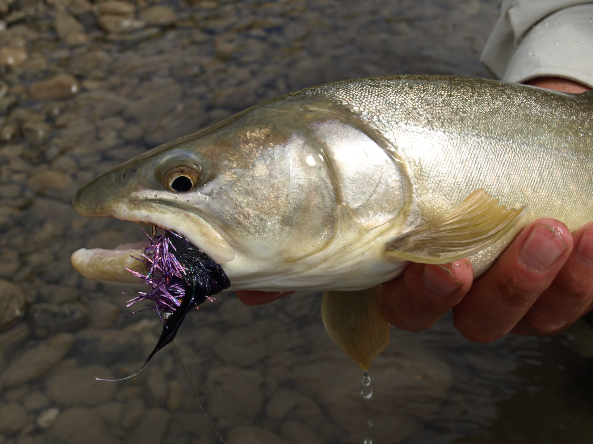 Bull trout can be taken with Cone Head Woolly Buggers.