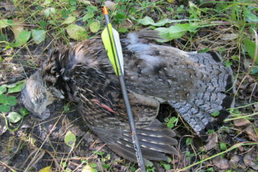 Regardless of the quarry, bowhunters have to figure out how to get in close and stay undetected. Photo by iStock.