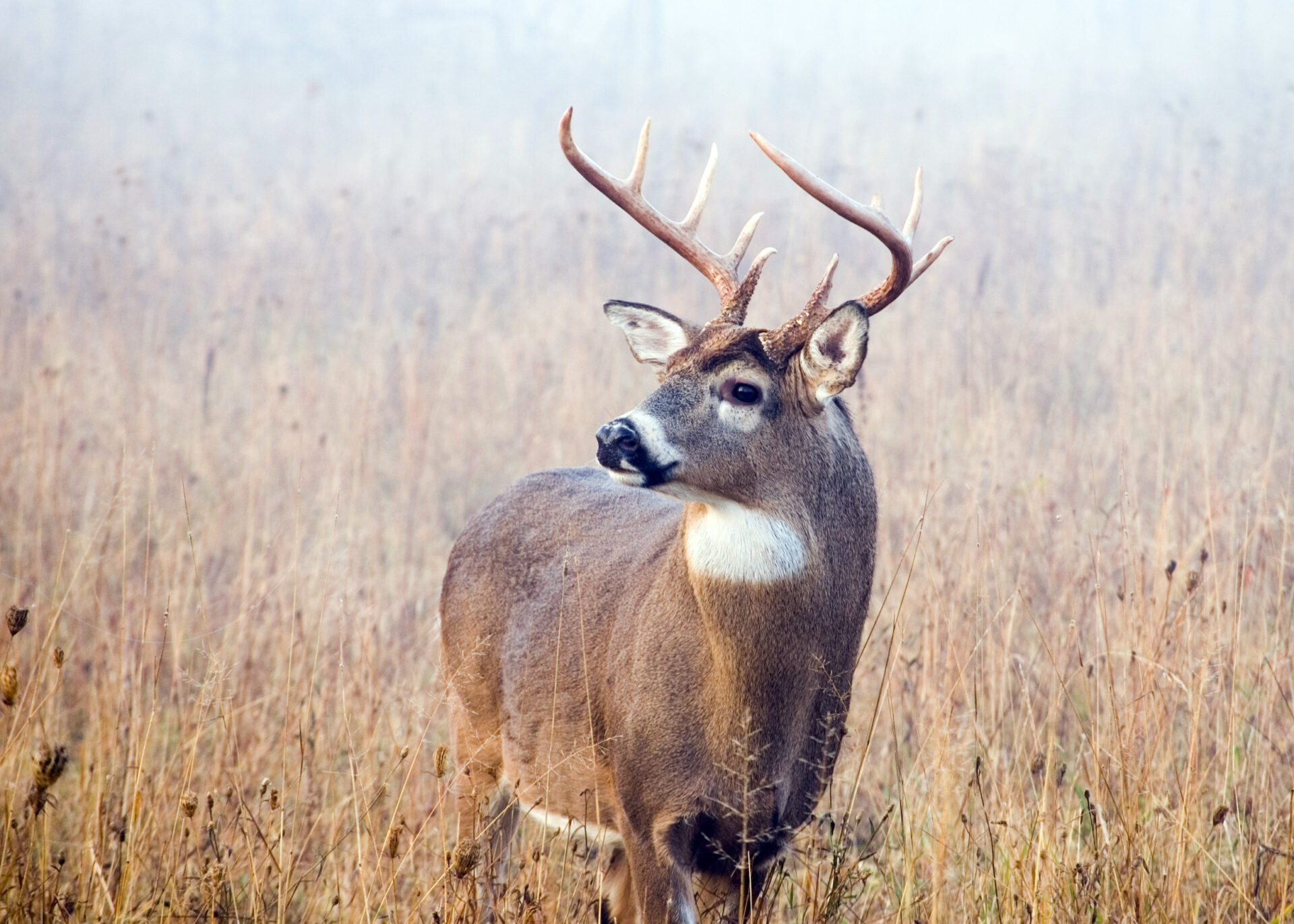 Whether you choose to hunt with a traditional bow, a compound bow or a crossbow, it’s not easy. Photo by iStock.