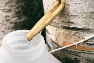 How to tap birch trees. Credit: Raeanne O’Meara.