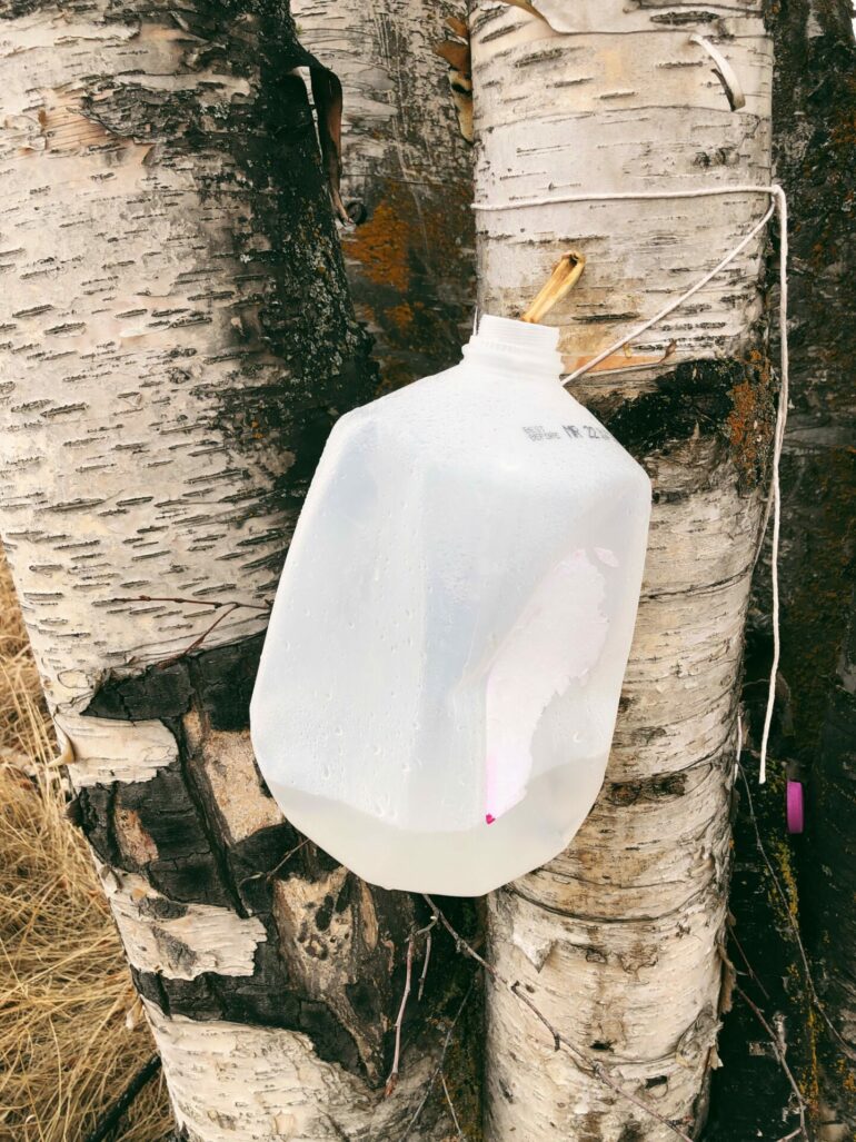 How To Tap Birch Trees • BC Outdoors Magazine