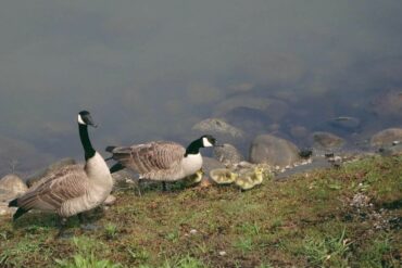 Canadian geese. Credit: Raeanne O’Meara.