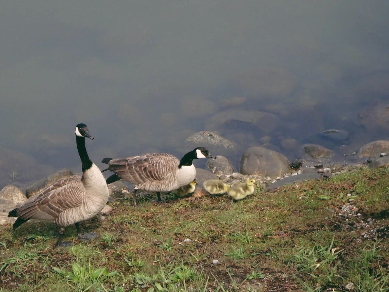 Canadian geese. Credit: Raeanne O’Meara.