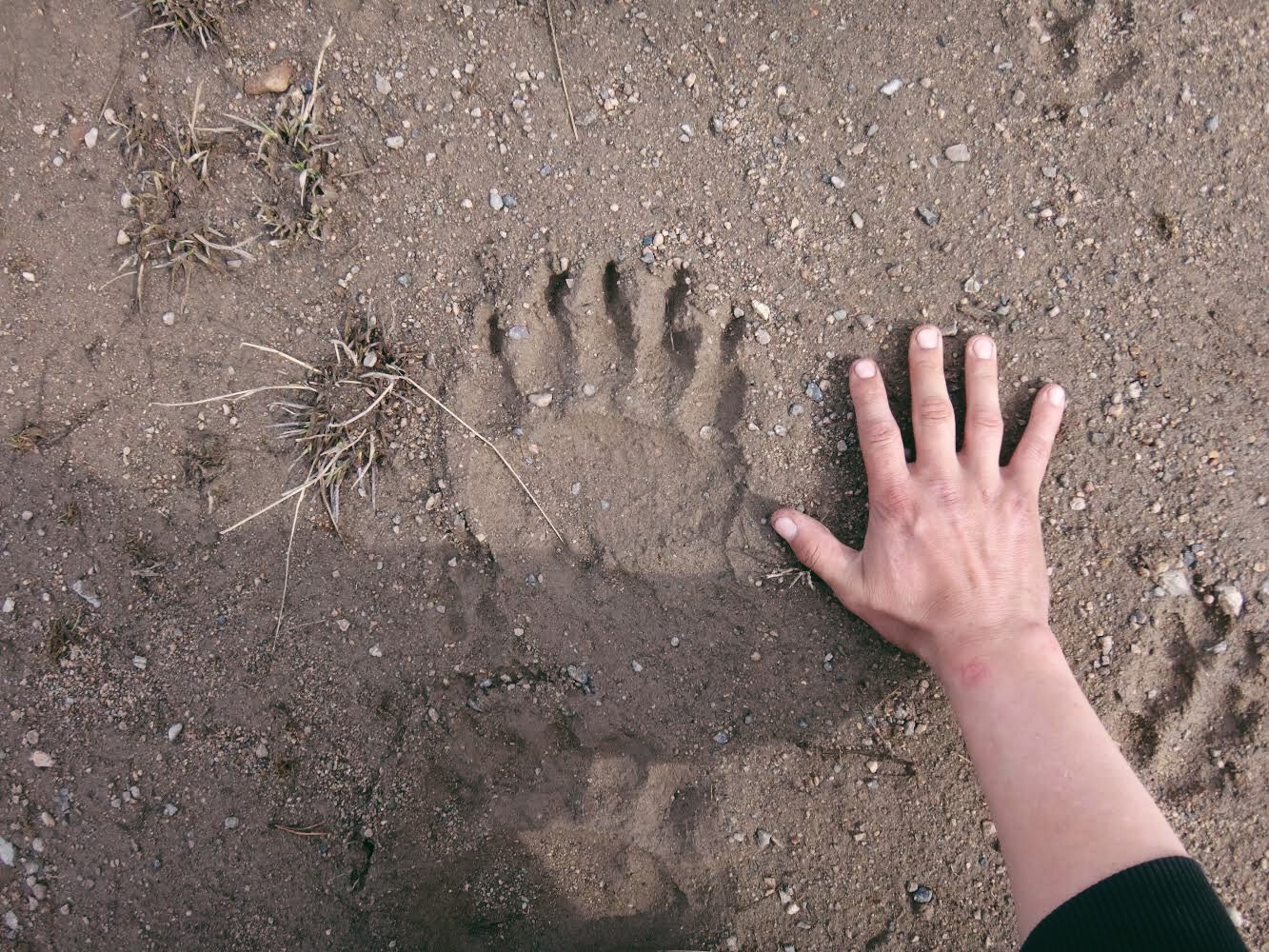 Bear tracks. Credit: Raeanne O’Meara.