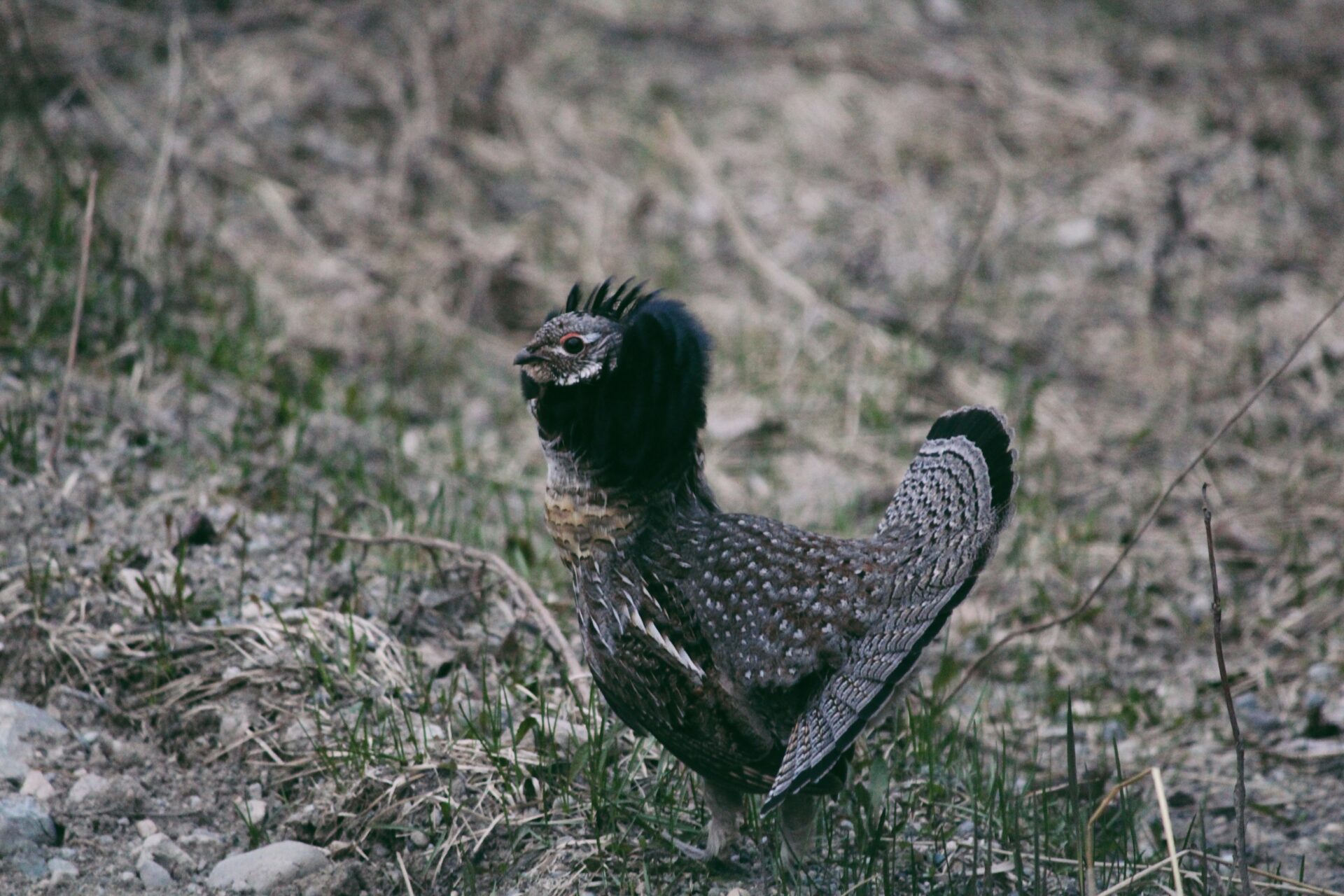 Grouse. Credit: Raeanne O’Meara.