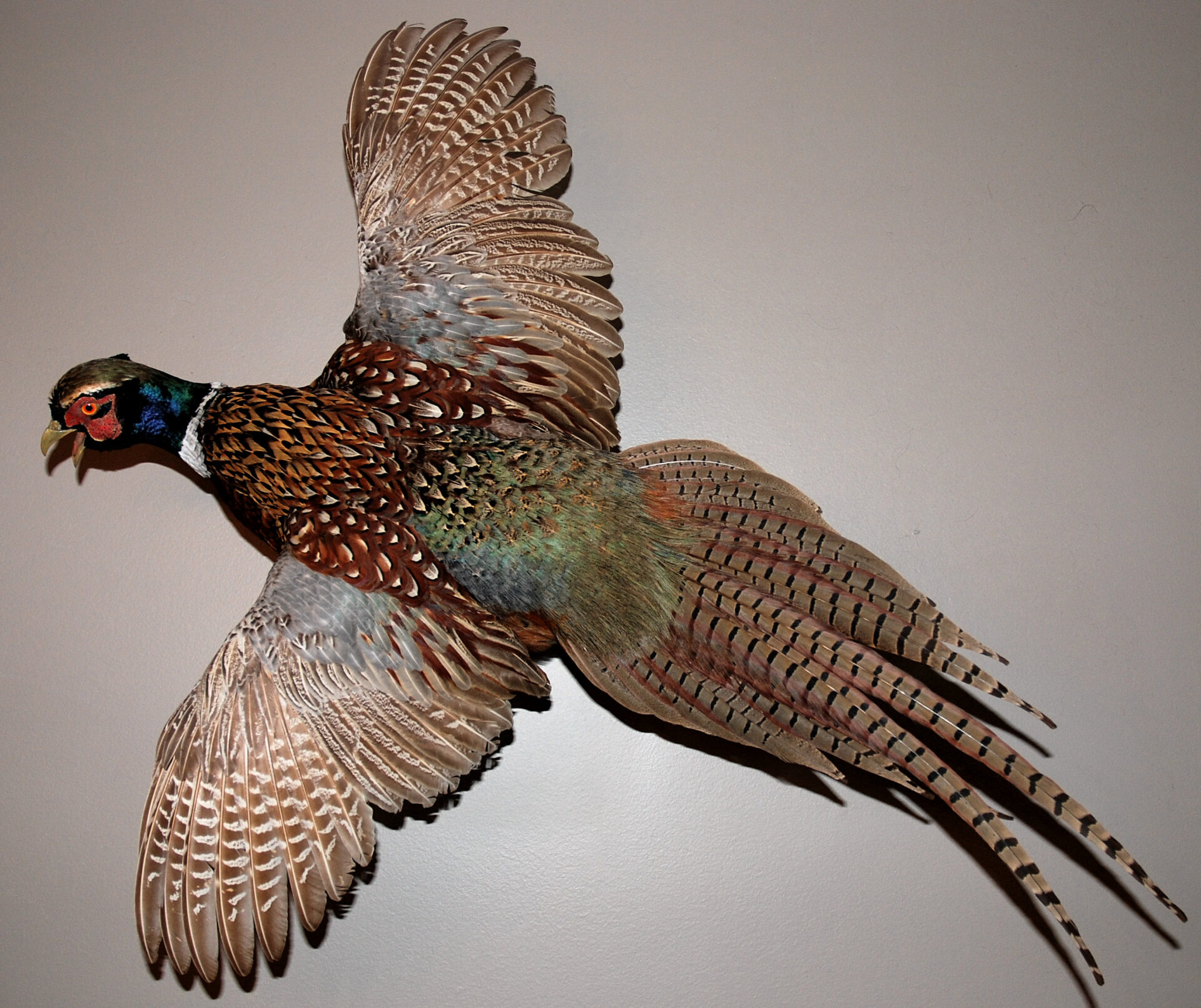 This colorful ringneck pheasant was the first flush of the author’s first retriever and has provided him with over five decades of memories of both the flush and the dog.