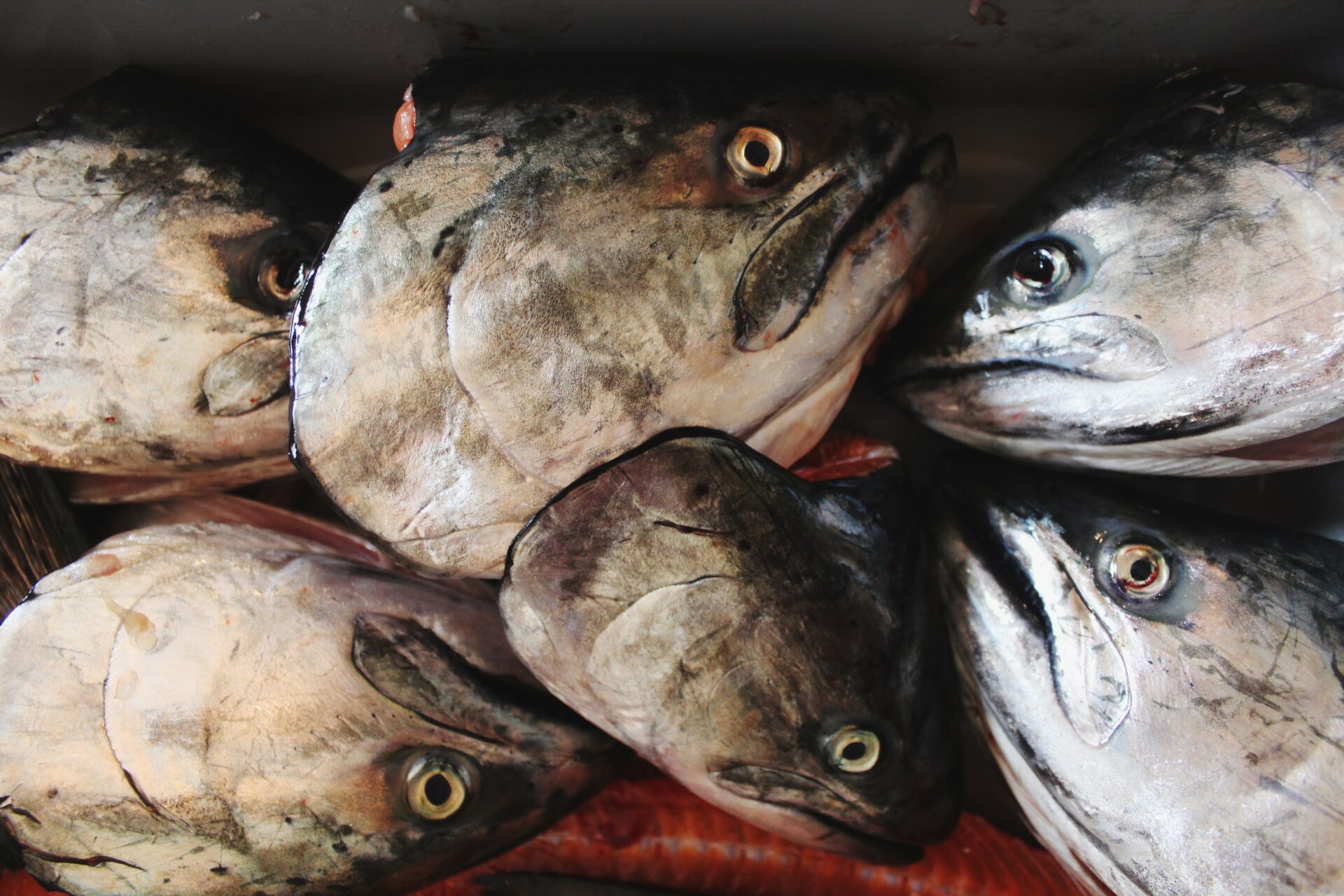 Salmon heads. Credit: Raeanne O’Meara.