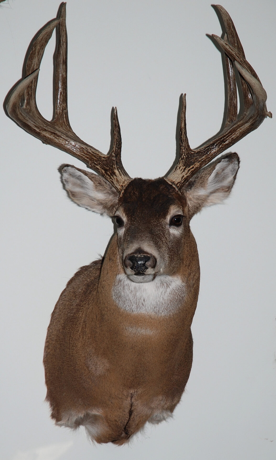 After decades of pursuing whitetail deer, this is the author’s best whitetail, an eight-and-a-half-year-old buck of a lifetime – from the field to the wall.