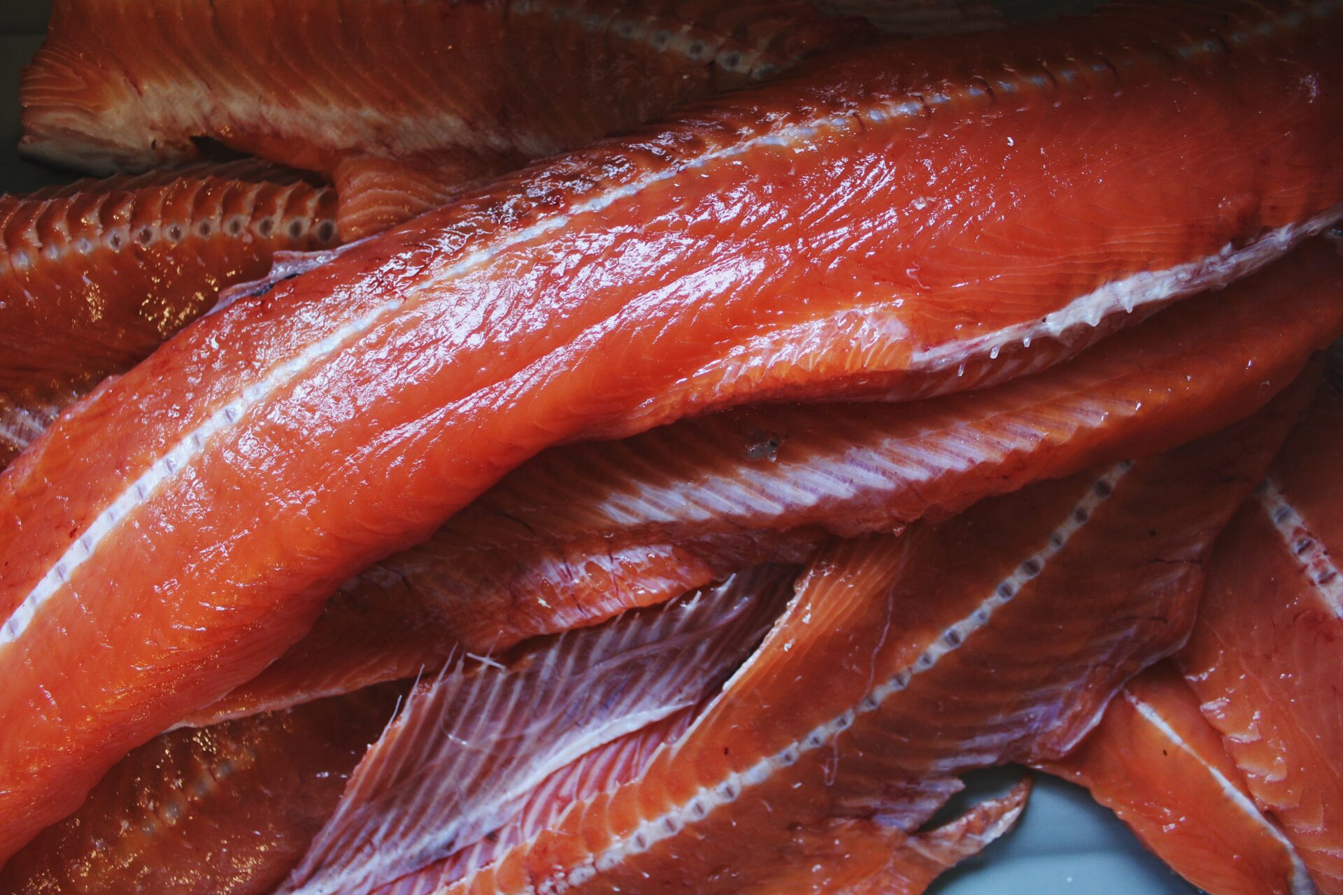 Salmon. Credit: Raeanne O’Meara.