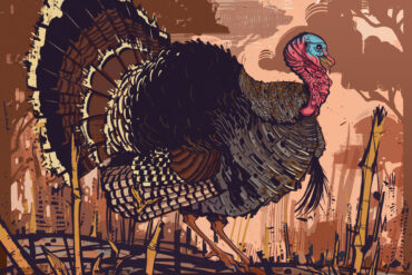 Turkey. Illustration by Cory Proulx.