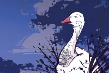 Snow goose. Illustration by Cory Proulx.