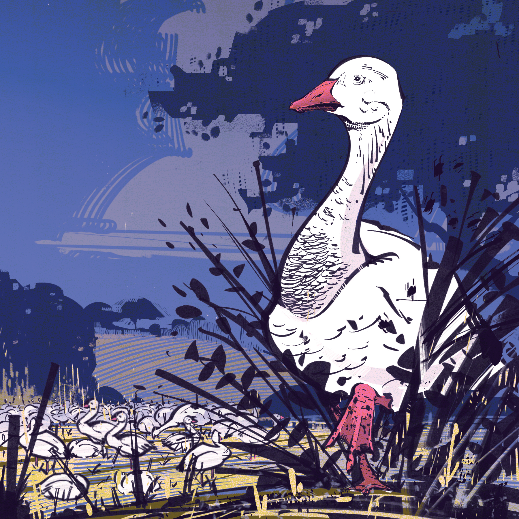 Snow goose. Illustration by Cory Proulx.