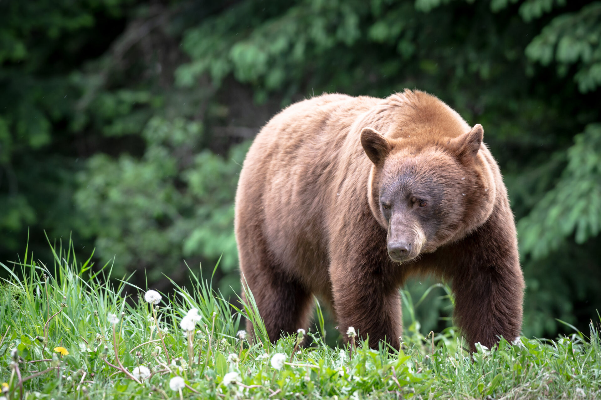 Each year from 2016 to 2020, an average of almost 15,000 hunters reported hunting BC black bears and harvesting an average of 3,900 bears annually. Photo by Nick Trehearne.