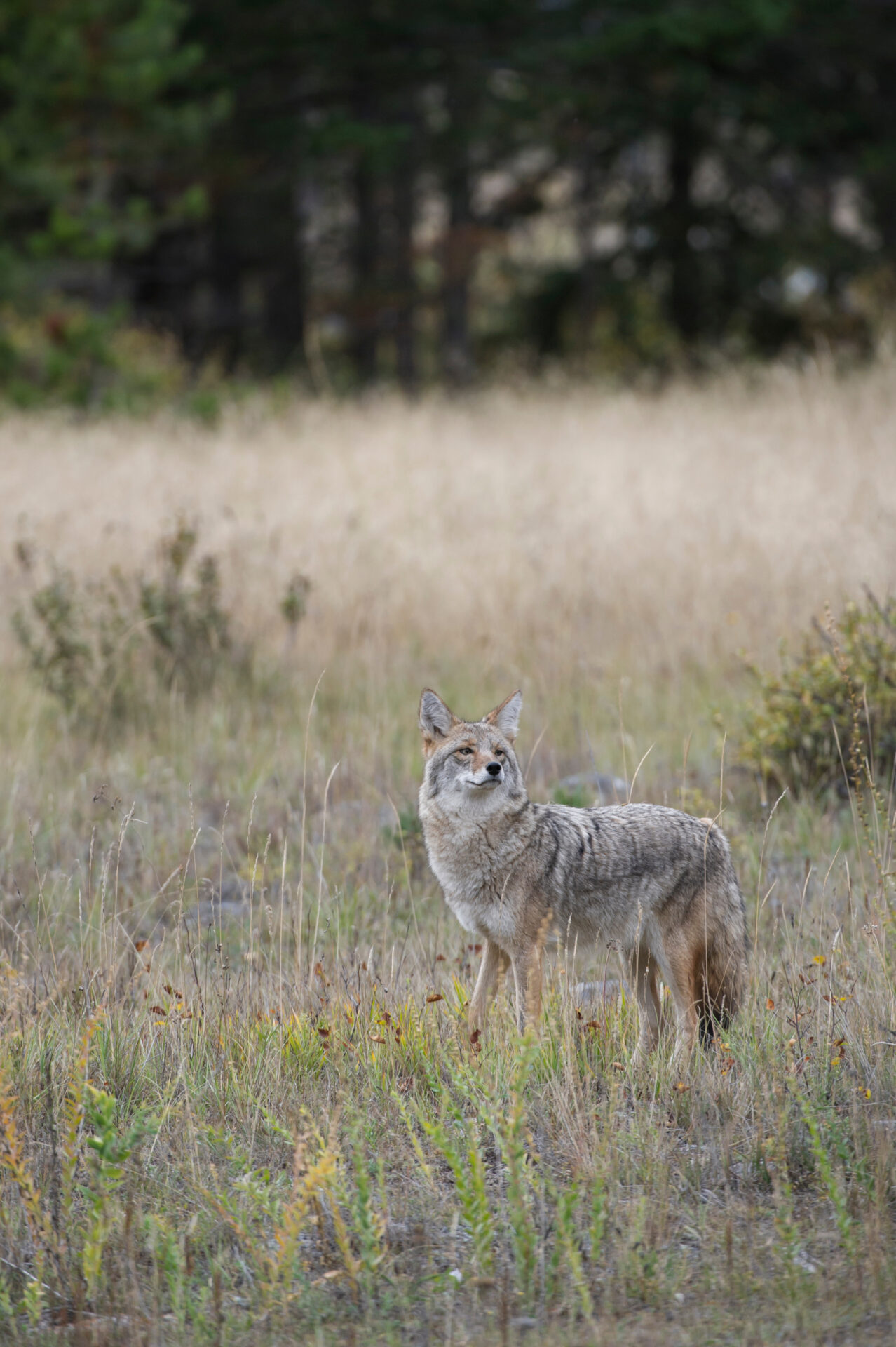 With a taste for wild lambs and calves and fawns, coyote predation is a now factor for many BC deer and wild sheep populations and that motivates many hunters. Photo by Nick Trehearne.