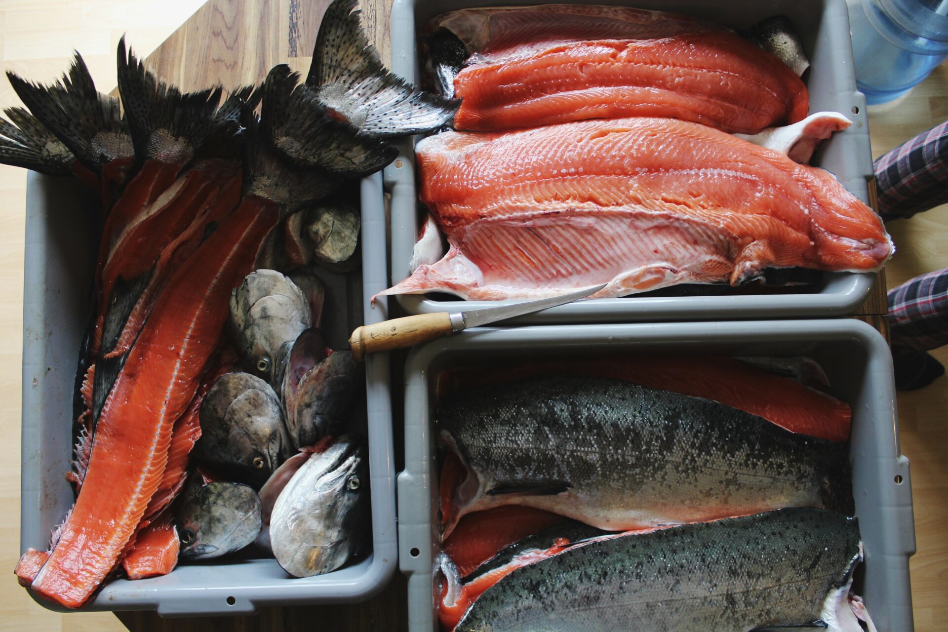 Salmon. Credit: Raeanne O’Meara.