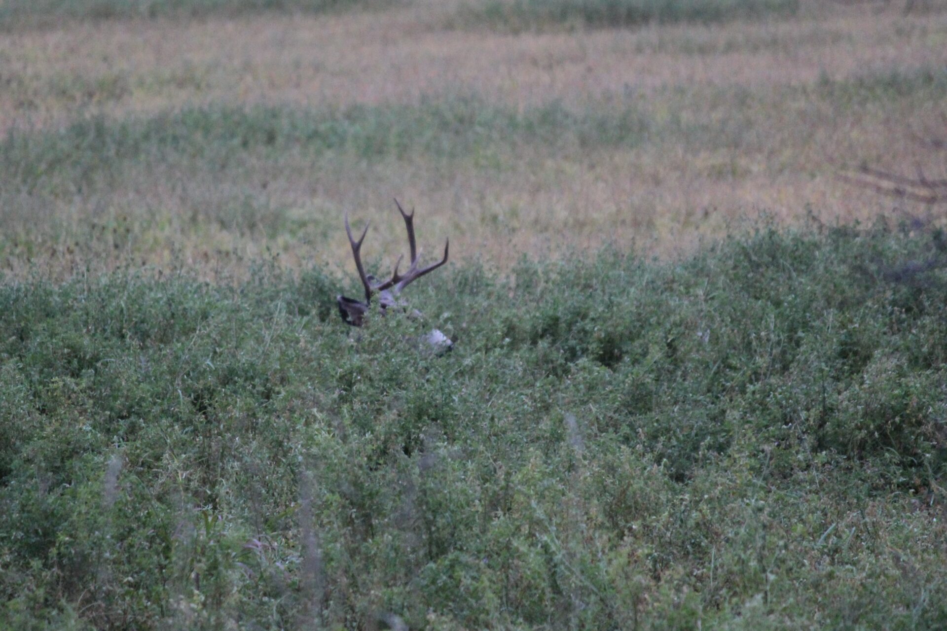 A look at the author’s mule deer buck before she had a chance to squeeze the trigger.