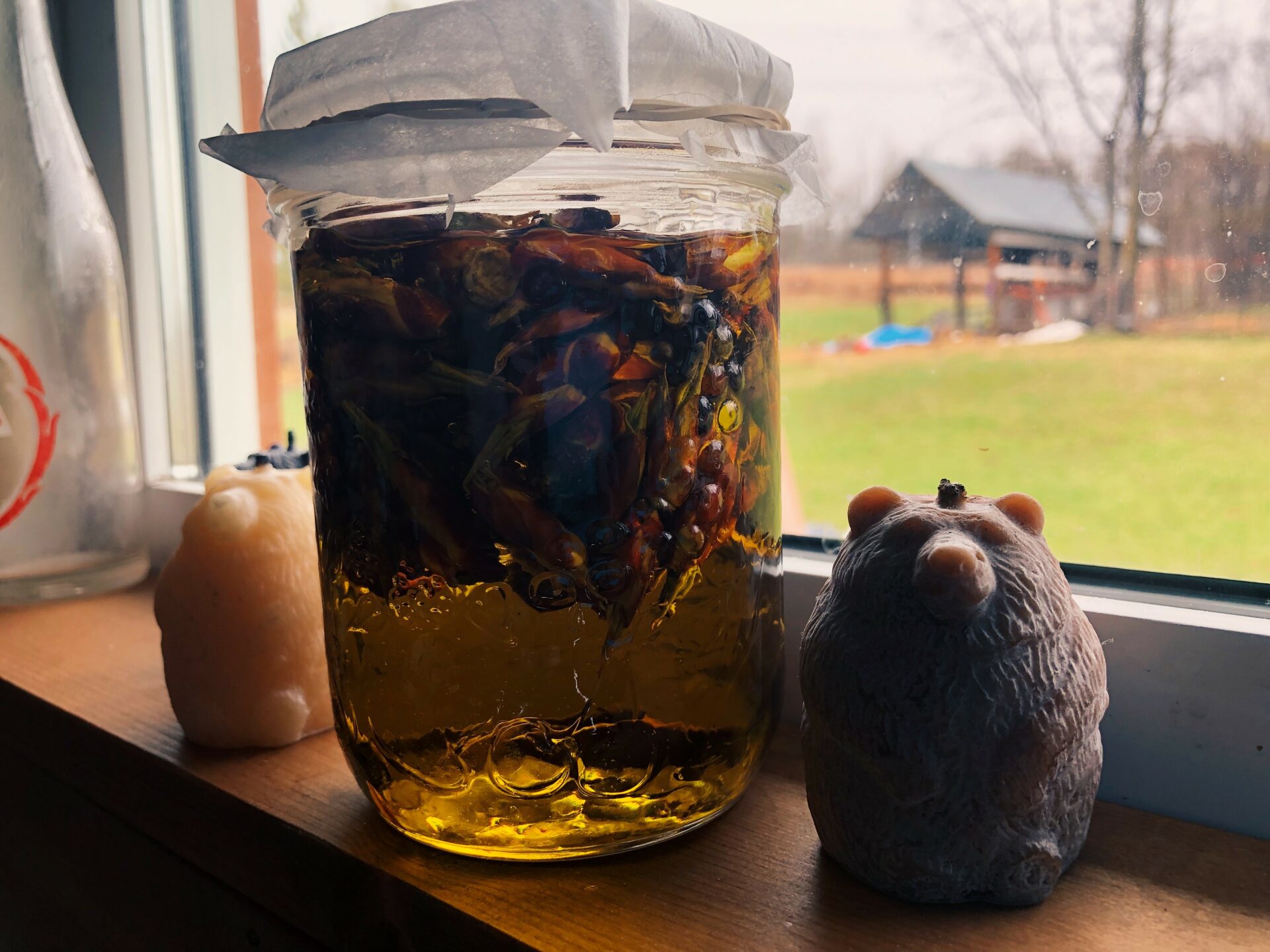 Foraging For Poplar Buds & Making Balm Of Gilead. Credit: Raeanne O’Meara.