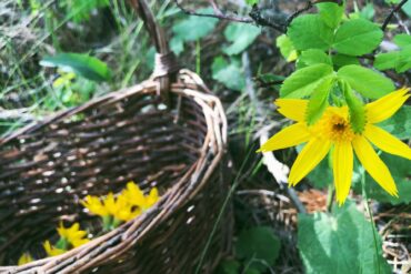 Arnica. Credit: Raeanne O’Meara.