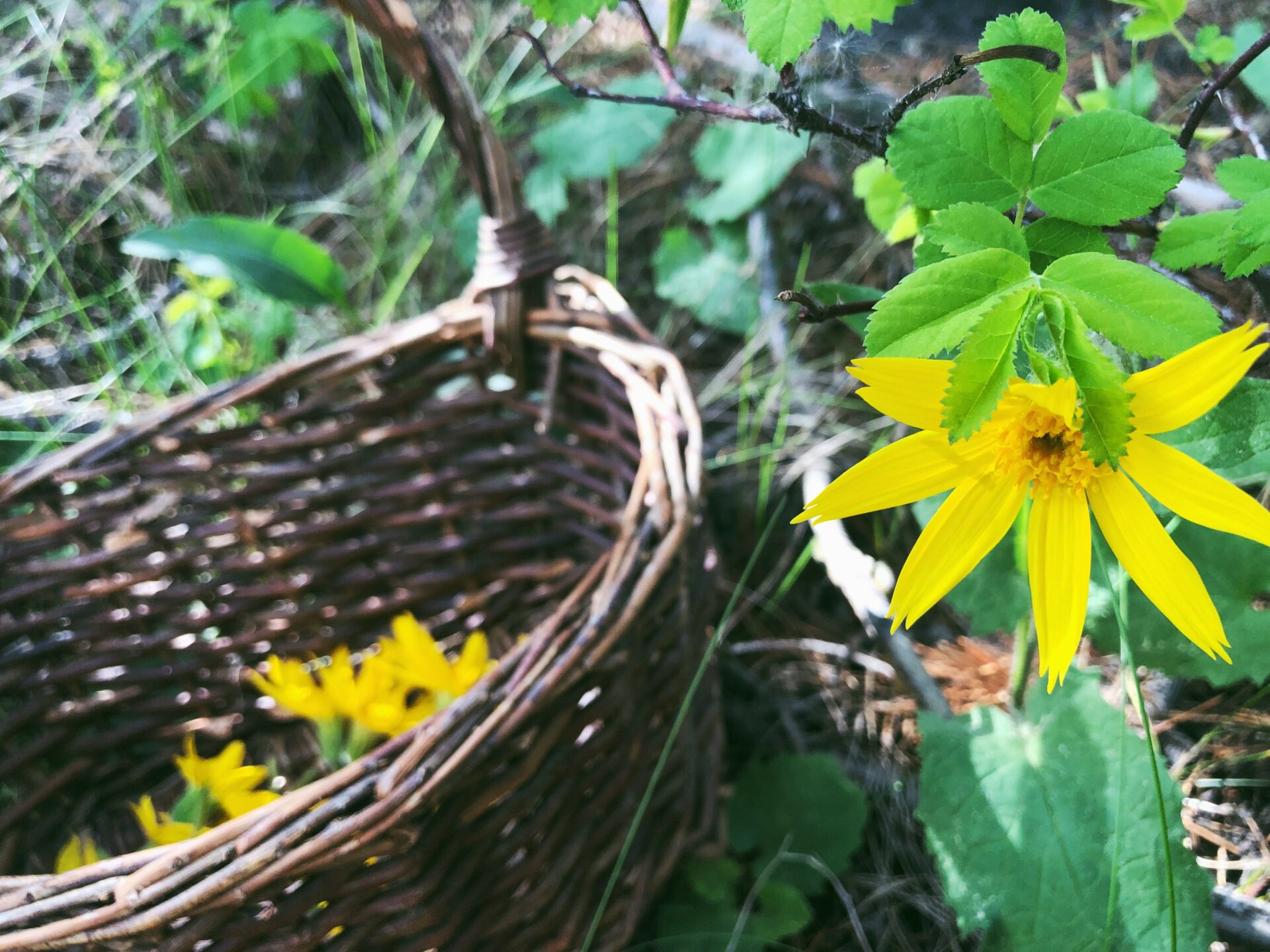 Arnica. Credit: Raeanne O’Meara.