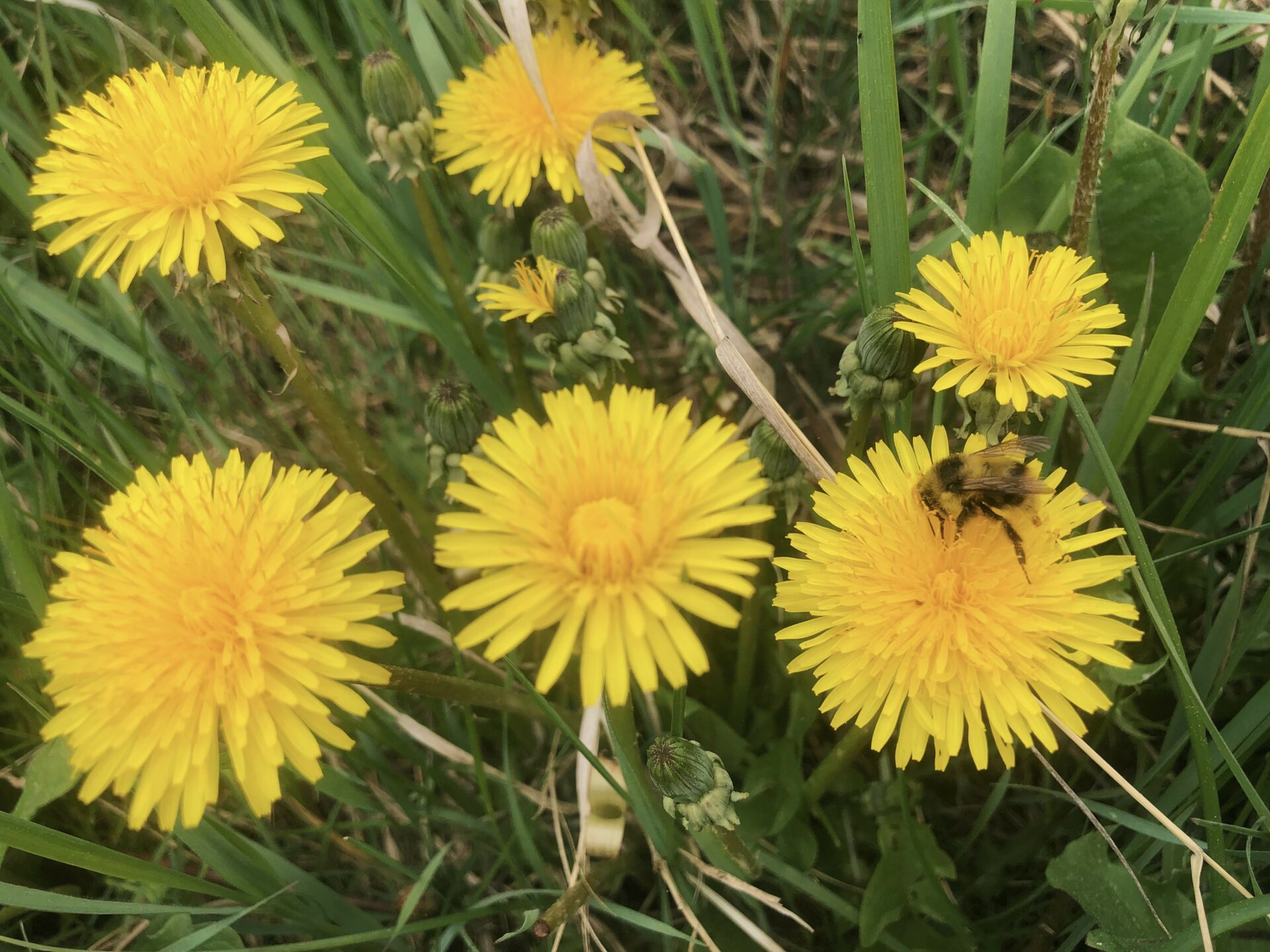 Dandelion. Credit: Raeanne O’Meara.