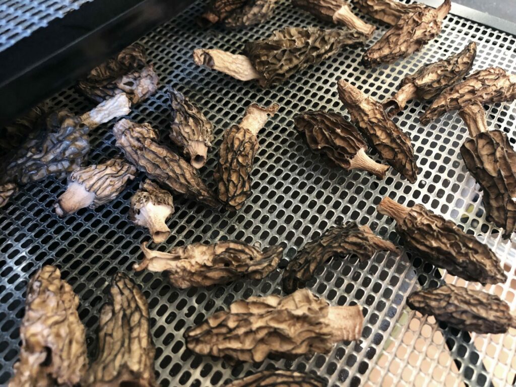 How To Dry Morels • BC Outdoors Magazine